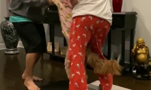 Classic Movie Dance Recreated with Doggo