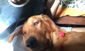 Adorable Dog Gets Drowsy to Guitar Serenade