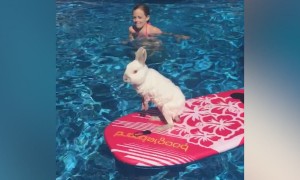 Cutest Cuddly Critters