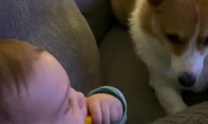 Baby Giggling While Playing with Corgi