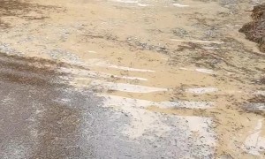 Eager Emus Play in Pond