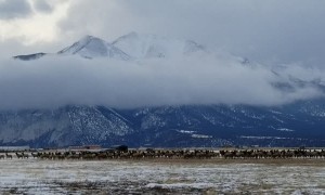 Elk Herd Migrates Beneath Majestic Mountain