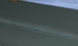 Gecko Feasting on Fruity Breakfast