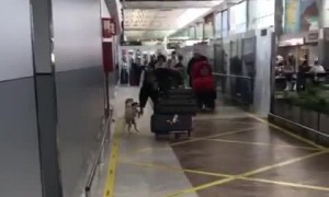 Excited Jack Russells Greet Owner In Airport Arrivals Lounge