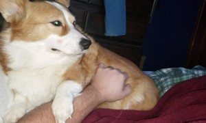 Needy Corgi Asks for Attention