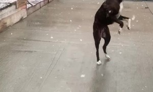Doggo's Have Delightful Time Catching Snowflakes