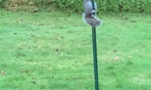 Birdseed Stealing Squirrels Foiled by Greasy Pole