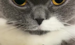 Chillest cat ever gives very deadly look to the camera