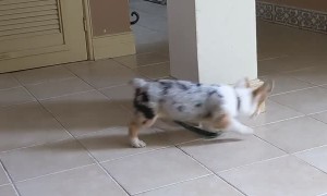 Easy Way to Exercise a Doggo on a Leash