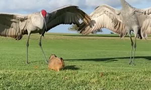 Prairie dog attempts to befriend a pair of sandhill cranes