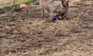 Donkey Delighted About New Ball
