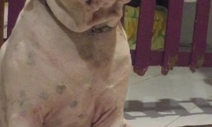 Sleepy Dog Sits Like Human