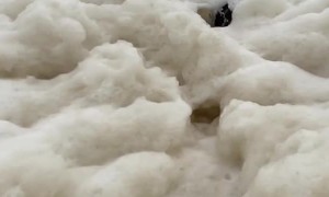 Dog Engulfed by Seafoam