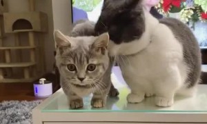 Adorable kittens show of their love for eachother! Cutenes overload