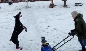 Dog Tries to Catch Every Single Snowflake