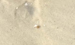 Saving a Seahorse and Babies