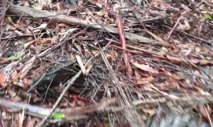 Eucalyptus Trees Foaming After Soaking Rain