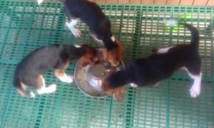 Beagles Take Breakfast in Turns