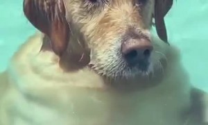 Relaxing Doggo Stands Like Human in Pool