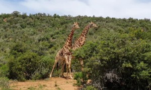Giraffes Necking in Eastern Cape