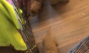 Puppies Make Escape to Mom