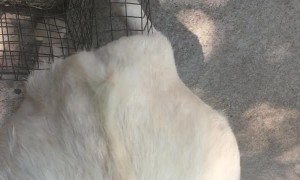 Goat Using Bunny Cage to Scratch Personal Itch