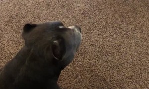 3-Legged Doggo Wants Friend to Play