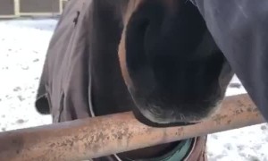 Horse Does All the Work