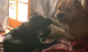 Puppy Trying to Play with New Big Brother