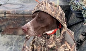 German Short-Haired Pointer Doesn't Let Cold Weather Ruin His Hunt