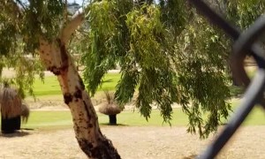 Fire Fighting Helicopters Collecting Water for Fires in Washington