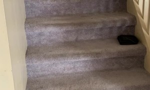 Doggo Plays Fetch With Himself