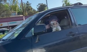 Doggo Loses Favorite Ball While Driving
