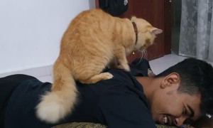 Cute Cat Gives Man a Shoulder Massage