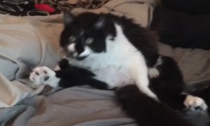 Kitty Does Yoga While Cleaning