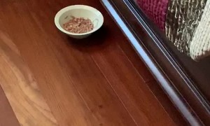 Kitty Takes Food Into Hiding