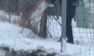 Dangling Deer Released From Fence