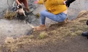 Dog Rescued After Falling Through Thin Ice
