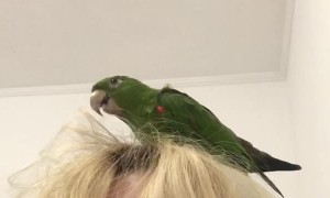 Birdie Dreams of Being Hairdresser