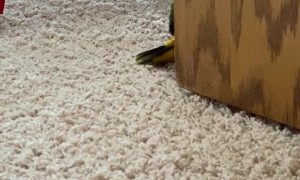 Caught Bob Sharpening His Beak