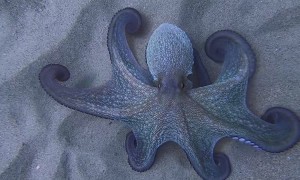 Octopus Shows off Hypnotic Color Change