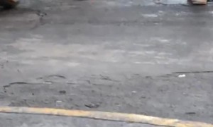 Duck Goes for a Walk in Tennis Shoes