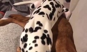 This Dalmatian knows nothing about personal space