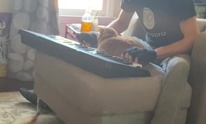 Cat Enjoys a Musical Moment