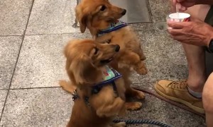 Pair of cutest dogs ever enjoy their ice cream in Kochi, Japan