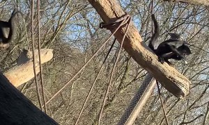 Phone Snatched by Spider Monkey