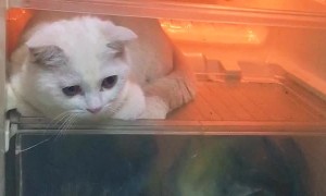 Cat Caught Hiding in Fridge
