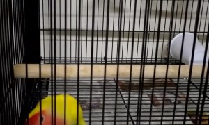 Clever Bird Escapes from Cage
