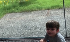 Lion Waits for the Right Time to Pounce behind Glass