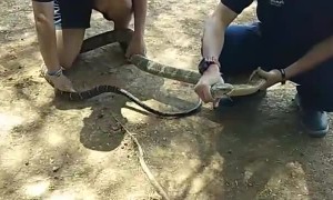 Removing King Cobra from Car